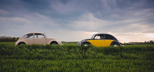 Two Volkswagen beetles in a field. 